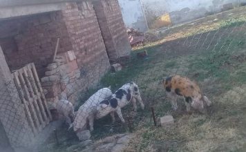 KAKO JE BRINUO O SVOJIM PRASIĆIMA LALE IZ TRBUNJA prasići
