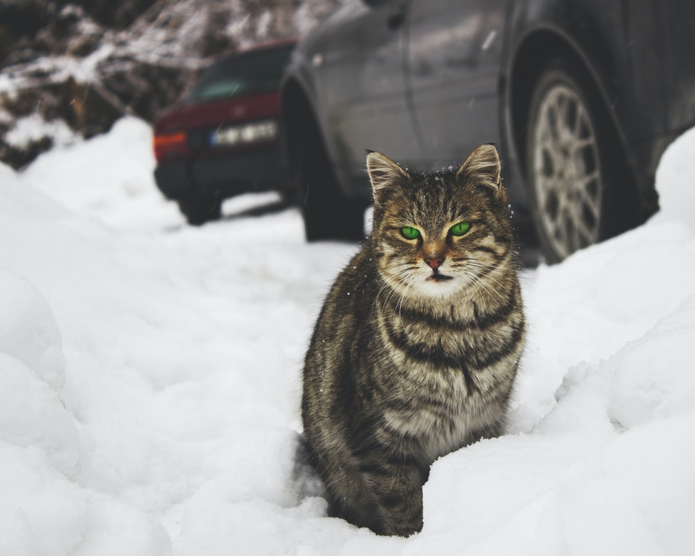 mačka-sneg-zima