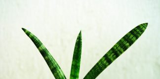 sansevieria