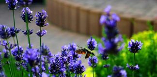 cvet-lavanda-leptir