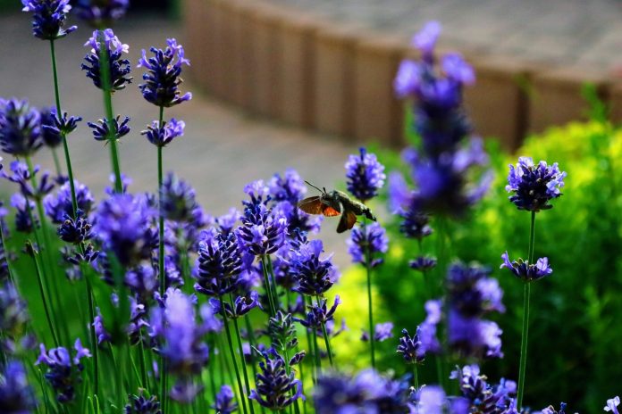 topnovosti.rs cvet-lavanda-leptir cvet-lavanda-leptir